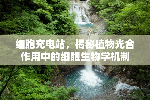 细胞充电站，揭秘植物光合作用中的细胞生物学机制