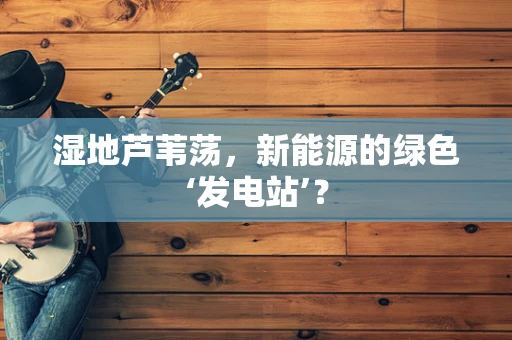 湿地芦苇荡，新能源的绿色‘发电站’？